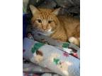 Adopt Paddington a Domestic Short Hair