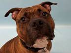 Adopt Rocco a Pit Bull Terrier, Boxer