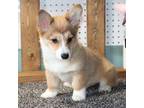 Pembroke Welsh Corgi Puppy for sale in Latah, WA, USA