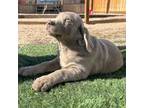 Labrador Retriever Puppy for sale in Peyton, CO, USA
