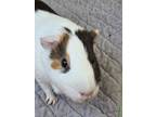 Adopt Taz & Pepe a Guinea Pig