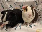 Adopt Taz & Pepe a Guinea Pig