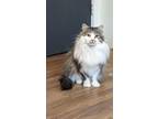 Adopt Willie a Domestic Long Hair