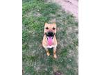 Adopt Lucas a Black Mouth Cur