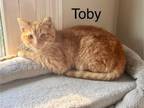 Adopt Toby 11 a Domestic Short Hair