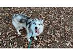 Adopt Paul a Husky