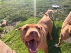 Adopt Banjo a Pit Bull Terrier, Vizsla