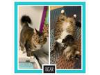 Adopt Bear a Maine Coon, Domestic Medium Hair