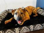 Adopt 24-022 Cowboy Franky a Plott Hound, Shepherd