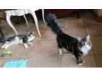 Adopt Picasso & Armani (bonded pair) a Domestic Medium Hair