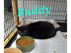 Adopt Buddy a Domestic Short Hair