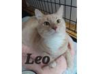 Adopt Leo a Domestic Short Hair