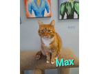 Adopt Max a Domestic Short Hair