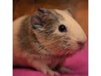 Adopt Rainy a Guinea Pig