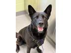 Adopt Russell Stover a German Shepherd Dog, Mixed Breed