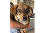 Adopt Tony a Shepherd