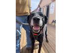 Adopt Creed a Black Labrador Retriever