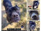 Adopt Benji a American Bully