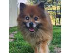 Adopt Bear a Pomeranian