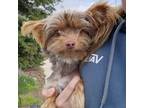 Adopt Morty a Yorkshire Terrier