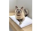 Adopt Morris a Siamese, Domestic Short Hair