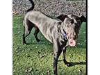 Adopt Davon a Labrador Retriever, Greyhound