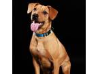 Adopt Mick a Black Mouth Cur, Terrier