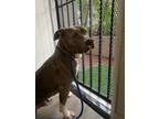 Adopt ROCKY (fka DUSK) a Pit Bull Terrier