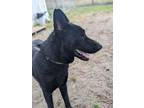 Adopt Dax a German Shepherd Dog