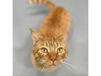 Adopt Tip a Domestic Short Hair