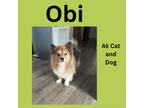 Adopt Obi a Shetland Sheepdog / Sheltie, Pomeranian