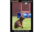 Adopt Snoopy a Doberman Pinscher