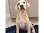 Adopt Charly a Cane Corso, Beagle