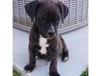 Adopt Rambo a Cane Corso, Beagle