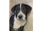 Adopt Donatello a Great Pyrenees, Mixed Breed