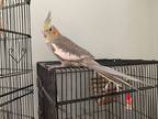 Adopt Patches ~ Courtesy Post a Cockatiel