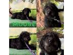 Adopt Moose a Labrador Retriever, Poodle