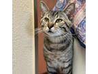 Adopt Hammy - Sweet quiet boy, likes other cats & to play a Domestic Short Hair
