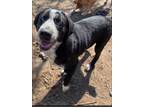 Adopt Darby a Black Labrador Retriever, Australian Cattle Dog / Blue Heeler