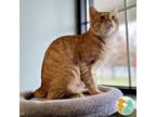 Adopt Stinky Bob a Domestic Short Hair