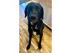 Adopt Baloo a Labrador Retriever, Great Dane