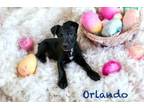 Adopt Orlando a Labrador Retriever