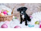 Adopt Rio a Labrador Retriever