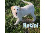 Adopt Rotini a Goldendoodle, Border Collie
