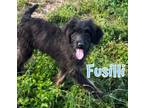 Adopt Fusilli a Goldendoodle, Border Collie