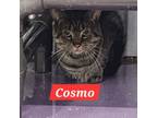 Adopt Cosmo a Domestic Short Hair