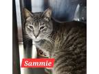 Adopt Sammie a Domestic Short Hair