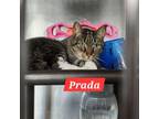 Adopt Prada a Domestic Short Hair