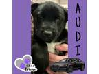 Adopt Audi - Vehicle Litter a Labrador Retriever, Pit Bull Terrier