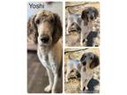 Adopt Yoshi a Standard Poodle